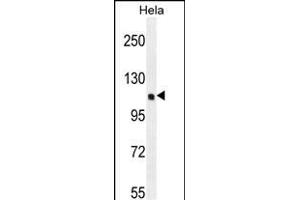 KI Antibody (C-term) (ABIN655488 and ABIN2845010) western blot analysis in Hela cell line lysates (35 μg/lane). (KIAA0999 (AA 1233-1263), (C-Term) Antikörper)