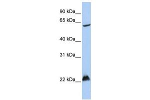 Western Blotting (WB) image for anti-Mahogunin, Ring Finger 1 (MGRN1) antibody (ABIN2458716) (Mahogunin RING Finger Protein 1 Antikörper)