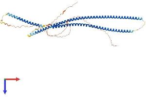 AlphaFold protein structure predicition of Human Recombinant KRT82 Protein, UniprotID Q9NSB4