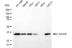 Western blotting analysis using GRHPR antibody (ABIN7798787).