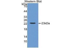 Western Blotting (WB) image for anti-Interferon alpha (IFNA) (AA 24-192) antibody (ABIN3209653) (IFNA Antikörper  (AA 24-192))