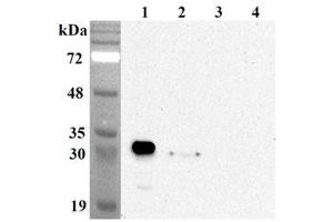 Western blot analysis using anti-NQO1 (human), mAb (Skiny-1)  at 1:5'000 dilution. (NQO1 Antikörper)