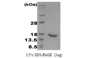 SDS-PAGE (SDS) image for Interferon, alpha 2 (IFNA2) (AA 24-188) (Active) protein (ABIN667040)