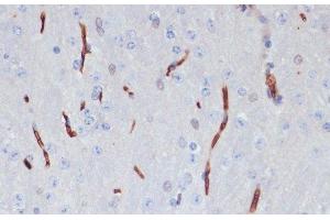 Immunohistochemistry of paraffin-embedded Mouse brain using APOA1 Polyclonal Antibody at dilution of 1:100 (40x lens). (APOA1 Antikörper)
