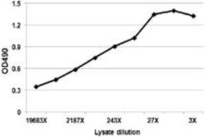 F13A1 (Human) Matched Antibody Pair