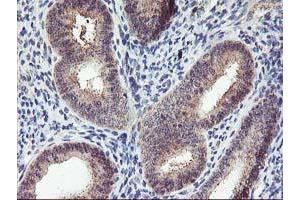 Immunohistochemical staining of paraffin-embedded Human endometrium tissue using anti-PNMT mouse monoclonal antibody. (PNMT Antikörper)