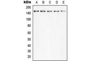 Western blot analysis of PLC gamma 2 (pY753) expression in Hela TNFa-treated (A), MCF7 (B), Raw264.