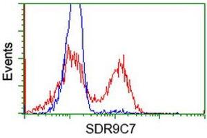 Image no. 3 for anti-Short Chain Dehydrogenase/reductase Family 9C, Member 7 (SDR9C7) antibody (ABIN1500845) (SDR9C7 Antikörper)
