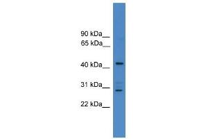 ARMC8 antibody used at 0. (ARMC8 Antikörper  (N-Term))