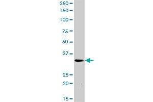 PLSCR3 MaxPab rabbit polyclonal antibody. (PLSCR3 Antikörper  (AA 1-295))