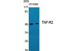 Western Blotting (WB) image for anti-Tumor Necrosis Factor Receptor Superfamily, Member 1B (TNFRSF1B) (C-Term) antibody (ABIN3180367) (TNFRSF1B Antikörper  (C-Term))