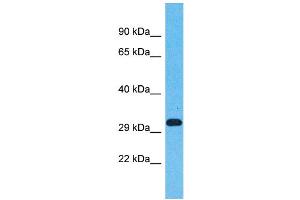 Western Blotting (WB) image for anti-Olfactory Receptor, Family 5, Subfamily AN, Member 1 (OR5AN1) (C-Term) antibody (ABIN2791745) (OR5AN1 Antikörper  (C-Term))