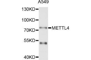 Western blot analysis of extract of A549 cells, using METTL4 antibody. (METTL4 Antikörper)