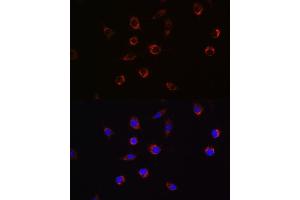 Immunofluorescence analysis of L929 cells using  Rabbit pAb (ABIN6129925, ABIN6136995, ABIN6136996 and ABIN6221112) at dilution of 1:100 (40x lens). (APLP2 Antikörper  (AA 340-450))