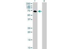 Western Blot analysis of C20orf132 expression in transfected 293T cell line by C20orf132 MaxPab polyclonal antibody. (C20orf132 Antikörper  (AA 1-608))