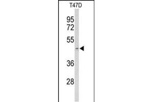 Western blot analysis of ACR Antibody (Center) (ABIN653022 and ABIN2842644) in T47D cell line lysates (35 μg/lane). (Acrosin Antikörper  (AA 99-127))