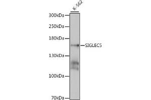 Western blot analysis of extracts of K-562 cells, using SIGLEC5 antibody  at 1:1000 dilution. (SIGLEC5 Antikörper  (AA 452-551))