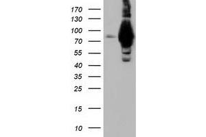 Image no. 2 for anti-Aldehyde Dehydrogenase 1 Family, Member L1 (ALDH1L1) antibody (ABIN1496585) (ALDH1L1 Antikörper)