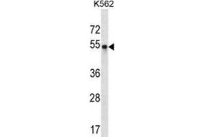 Western blot analysis in K562 cell line lysates (35ug/lane) detecting POU3F2 protein by the use of POU3F2