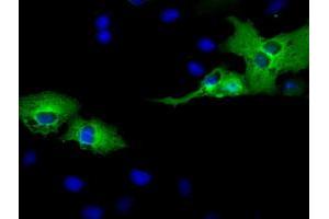 Immunofluorescence (IF) image for anti-Adenylate Kinase 5 (AK5) antibody (ABIN1496532) (Adenylate Kinase 5 Antikörper)