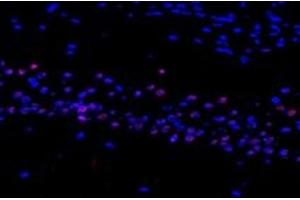 Immunofluorescent analysis of paraformaldehyde-fixed mouse substantia nigra using RMND5A (ABIN7075401) at dilution of 1: 1200 (RMND5A Antikörper)