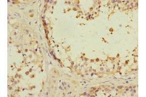 Immunohistochemistry of paraffin-embedded human testis tissue using ABIN7144208 at dilution of 1:100