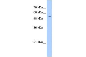 WB Suggested Anti-PGS1 Antibody Titration:  1. (PGS1 Antikörper  (C-Term))