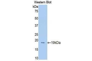 Western Blotting (WB) image for anti-Protein C Receptor, Endothelial (PROCR) (AA 32-167) antibody (ABIN1172003)