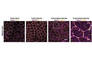 Representative confocal images of MDCKII QKO cells stably expressing (sT) FLAG-Cldn2, FLAG-Cldn10a, and FLAG-Cldn2+FLAG-Cldn10a. (CLDN10 Antikörper  (C-Term))