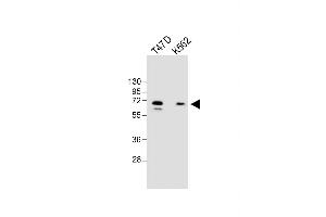 All lanes : Anti-YTHD3 Antibody (Center) at 1:1000 dilution Lane 1: T47D whole cell lysate Lane 2: K562 whole cell lysate Lysates/proteins at 20 μg per lane. (YTHDF3 Antikörper  (AA 228-257))