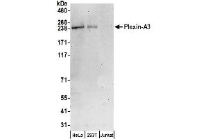 anti-Plexin A3 (PLXNA3) (AA 1050-1100) antibody