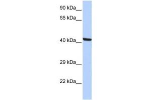 Western Blotting (WB) image for anti-Kaptin (Actin Binding Protein) (KPTN) antibody (ABIN2460057) (KPTN Antikörper)