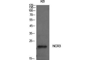 Western Blot (WB) analysis of KB cells using NKp30 Polyclonal Antibody. (NCR3 Antikörper  (Internal Region))