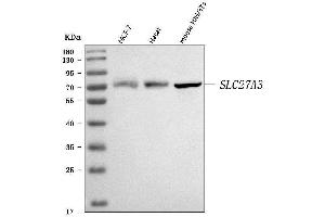 Western blot analysis of FATP3/SLC27A3 using anti-FATP3/SLC27A3 antibody (ABIN7600438).
