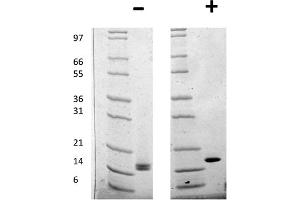 SDS-PAGE of Human Fibroblast Growth Factor acidic Recombinant Protein SDS-PAGE of Human Fibroblast Growth Factor acidic Recombinant Protein. (FGF1 Protein)