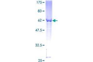 RASSF1 Protein (AA 1-270) (GST tag)