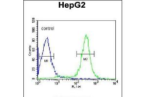 Flow cytometric analysis of HepG2 cells (right histogram) compared to a negative control cell (left histogram). (ITIH2 Antikörper  (C-Term))