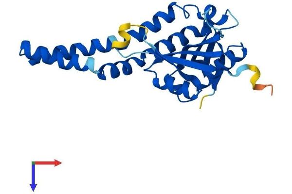 NAT8B Protein (AA 1-227) (His tag)