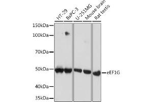 Western blot analysis of extracts of various cell lines, using eEF1G Rabbit mAb (ABIN7267024) at 1:1000 dilution. (EEF1G Antikörper)