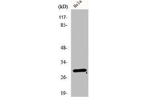 Western Blot analysis of HeLa cells using eIF3K Polyclonal Antibody (EIF3K Antikörper  (Internal Region))