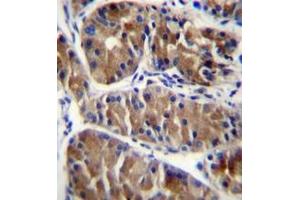 Formalin fixed and paraffin embedded human stomach tissue reacted with ENOX2 Antibody (N-term) followed by peroxidase conjugation of the secondary antibody and DAB staining. (ENOX2 Antikörper  (N-Term))