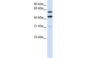 WB Suggested Anti-PTDSS1 Antibody Titration:  0. (PTDSS1 Antikörper  (N-Term))