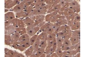 Detection of MYO in Porcine Cardiac Muscle Tissue using Polyclonal Antibody to Myoglobin (MYO) (Myoglobin Antikörper  (AA 1-154))