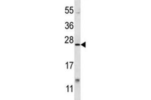 XBP1 antibody western blot analysis in mouse lung tissue lysate. (XBP1 Antikörper  (AA 217-244))