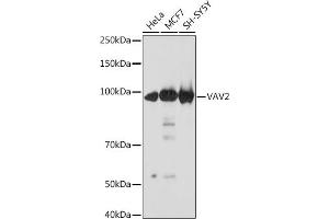 Western blot analysis of extracts of various cell lines, using V Rabbit mAb (ABIN7271304) at 1:1000 dilution. (VAV2 Antikörper)