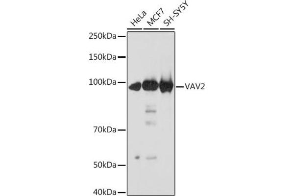 VAV2 抗体