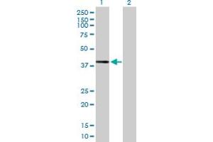 Western Blot analysis of DHDH expression in transfected 293T cell line by DHDH MaxPab polyclonal antibody. (DHDH Antikörper  (AA 1-334))