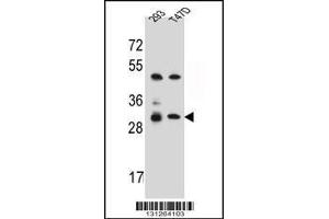 Western blot analysis in 293,T47D cell line lysates (35ug/lane). (OR4P4 Antikörper  (C-Term))