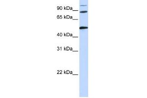 WB Suggested Anti-COG4 Antibody Titration: 0. (COG4 Antikörper  (Middle Region))