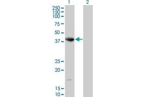 Western Blot analysis of NEIL2 expression in transfected 293T cell line by NEIL2 monoclonal antibody (M01), clone 1B7. (NEIL2 Antikörper  (AA 1-332))